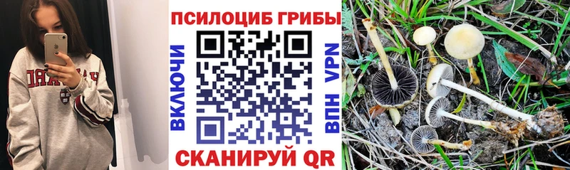 купить наркотики сайты Луга Псилоцибиновые грибы Cubensis